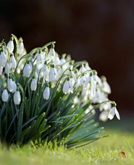 Bloom Collection: Snowdrops K060050