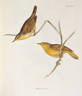 <b class=qtipBold><figcaption>Sylvicola Aureola K030081</figcaption></b><br>DOWN HOUSE, Kent. Coloured engraving of two finches "Sylvicola Aureola" from "The Zoology of the Voyage of HMS Beagle, Part III Birds". Plate XXVIII. Edited by Charles Darwin.<br><em>© Historic England</em> Sylvicola Aureola K030081