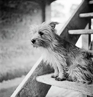 Related Images Collection: Terrier dog a083339