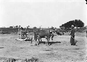 Historic Images Collection: Threshing EGP_22663_025