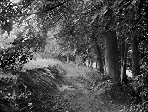<b class=qtipBold><figcaption>Tree lined path CC97_02708</figcaption></b><br>TERRACE GARDEN, West Ilsley House, Berkshire. A pretty pathway lined with trees in the garden of the 18th century manor house. Photographed by Henry Taunt (active 1860 - 1922). Sunken lane.<br><em>© Historic England</em> Tree lined path CC97_02708