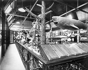 Tring Park Museum BL11794