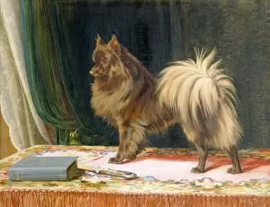 Images Dated 24th January 2012: Trood - Portrait of Prairie Prince K941062