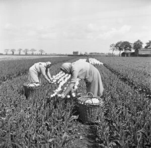 Images Dated 21st September 2009: Tulip picking, Lincolnshire a98_09310