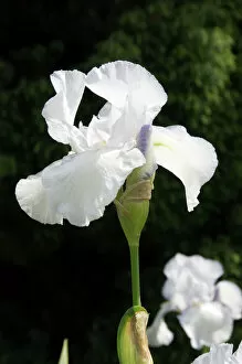 Images Dated 31st May 2006: White iris N060066