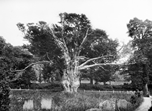 <b class=qtipBold><figcaption>Yew tree at Aldworth CC72_01070</figcaption></b><br>ALDWORTH, Berkshire. The old yew tree in the churchyard, which is at least 1, 000 years old. It was uprooted by a storm in 1976. A part of the old root still survives and had produced new growth. Photographed in 1895 by Henry Taunt.<br><em>© Historic England</em> Yew tree at Aldworth CC72_01070