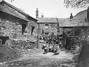 A sheep farm in the North of England A sheep farm in the North of England
