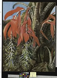 139. A Brazilian Epiphyto or Air Plant