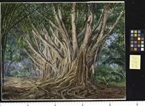 260. Avenue of Indian Rubber Trees at Peradeniya, Ceylon