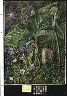 274. Himalayan Flowers embedded in Maidenhair Fern