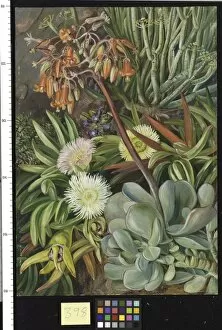 398. The Hottentot Fig and other Succulents from the Karroo
