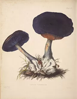 Cortinarius violaceus, 1847-1855