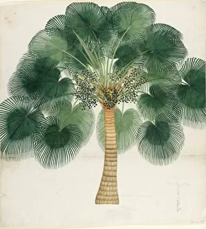 Botanical Prints: Livistona chinensis, ca 18th century