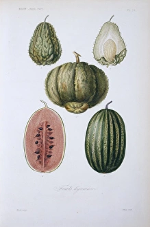 (1, 2) chayote (3) cantaloupe melon (4, 5) watermelon (1, 2) chayote (3) cantaloupe melon (4, 5) watermelon