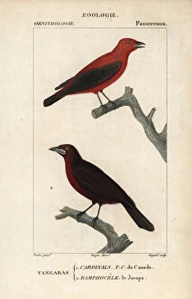 Cardinals And Grosbeaks Gallery: Summer Tanager