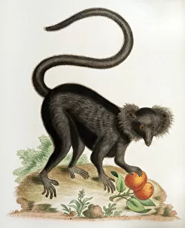 Images Dated 20th April 2013: 18th century illustration black macaque monkey