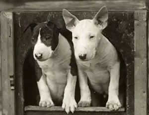 Bull Terrier Puppies Print, Art Prints, Posters Puzzles
