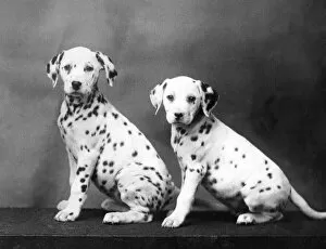 Dalmatian Gallery: 2 Dalmatian Puppies / 1938