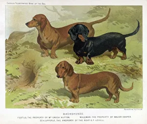 <b class=qtipBold><figcaption>3 Varied Dachshunds</figcaption></b><br>Three varieties of dachshund - smooth, red, and black-and-tan.<br><em>© Mary Evans Picture Library</em> 3 Varied Dachshunds