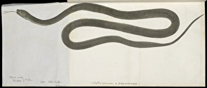 Snake