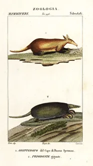 Aardvark and giant armadillo Aardvark and giant armadillo