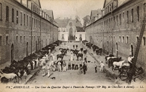 Abbeville - grooming time - horses of 19th Cavalry Regiment Abbeville - grooming time - horses of 19th Cavalry Regiment
