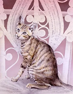 <b class=qtipBold><figcaption>Abyssinian cat on whicker chair</figcaption></b><br>An Abyssinian cat sitting on a whicker chair. Painting by Malcolm Greensmith<br><em>© Mary Evans/Malcolm Greensmith</em> Abyssinian cat on whicker chair