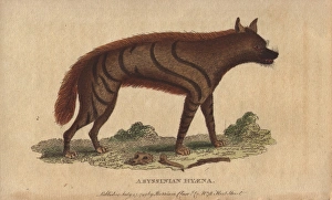 Abyssinian hyena, Hyaena aethiopicus Abyssinian hyena, Hyaena aethiopicus
