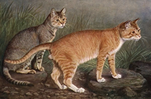 Abyssinian and Indian Abyssinian and Indian