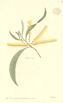 Acacia longifolia, Sydney golden wattle Acacia longifolia, Sydney golden wattle