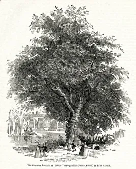 Robinia Gallery: Acacia tree, Common Robinia or Locust Tree