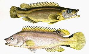 Acantholabrus palloni, or Scale-Rayed Wrasse Acantholabrus palloni, or Scale-Rayed Wrasse