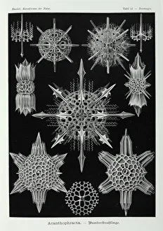 Protista Gallery: Acanthophracta, radiolarians
