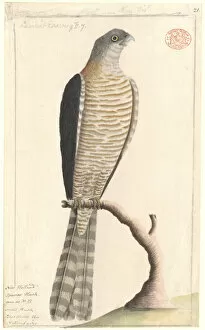 Accipiter cirrocephalus, collared sparrowhawk
