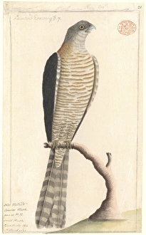 Accipiter cirrocephalus, collared sparrowhawk Accipiter cirrocephalus, collared sparrowhawk