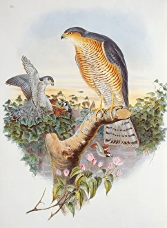 Accipiter nisus, Eurasian sparrow hawk Accipiter nisus, Eurasian sparrow hawk