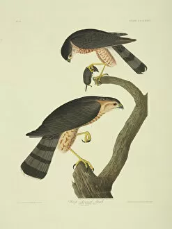 Behaviour Gallery: Accipiter striatus, sharp-shinned hawk
