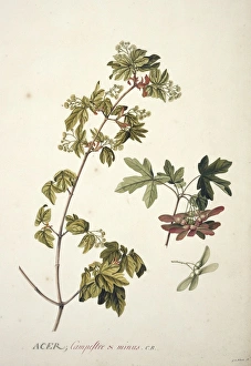 Acer campestre L., field or Engliah maple Acer campestre L., field or Engliah maple