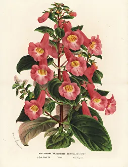 Achimenantha naegelioides, shining variety Achimenantha naegelioides, shining variety