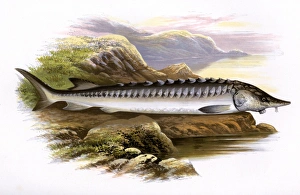 Acipenser sturio, or European sea sturgeon Acipenser sturio, or European sea sturgeon