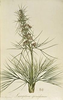 Aciphylla squarrosa, speargrass Aciphylla squarrosa, speargrass