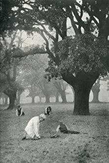 The Acorn Harvest at Chingford, Epping Forest The Acorn Harvest at Chingford, Epping Forest