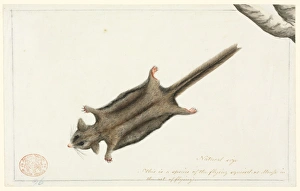 Acrobates pygmaeus, pygmy glider Acrobates pygmaeus, pygmy glider