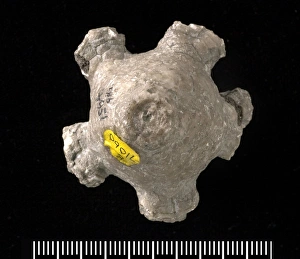 Actinocrinites sp., a fossil crinoid Actinocrinites sp., a fossil crinoid