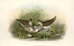 Sandpipers Gallery: Common Sandpiper Collection