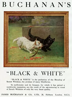 Holborn Gallery: Advertisement, Buchanans Black & White Whisky
