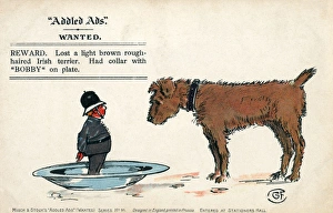 Addled Ads - Humorous postcard - Irish Terrier and Bobby Addled Ads - Humorous postcard - Irish Terrier and Bobby