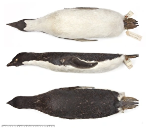 Adelie Penguin Gallery: Ad鬩e penguin, Pygoscelis adeliae