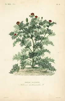 Adonis flower or pheasant's eye, Adonis annua, Adonis autumnalis, Adonide d'automne. Handcoloured steel engraving by Lebrun after a botanical illustration by Edouard Maubert from Pierre Oscar Reveil, A. Dupuis, Fr. Gerard and Francois Herincq's La Regne Vegetal: Flore Medicale, L. Guerin, Paris, 1864-1871. Adonis flower or pheasant's eye, Adonis annua, Adonis autumnalis, Adonide d'automne. Handcoloured steel engraving by Lebrun after a botanical illustration by Edouard Maubert from Pierre Oscar Reveil, A. Dupuis, Fr. Gerard and Francois Herincq's La Regne Vegetal: Flore Medicale, L. Guerin, Paris, 1864-1871. Adonis flower or pheasant's eye, Adonis annua, Adonis autumnalis, Adonide d'automne. Handcoloured steel engraving by Lebrun after a botanical illustration by Edouard Maubert from Pierre Oscar Reveil, A. Dupuis, Fr. Gerard and Francois Herincq's La Regne Vegetal: Flore Medicale, L. Guerin, Paris, 1864-1871. Date: Adonis flower or pheasant's eye, Adonis