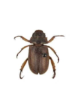 <b class=qtipBold><figcaption>Adoretus versutus, rose beetle</figcaption></b><br>A species of rose beetle from St. Helena. Specimen from the Scarabaeidae family (Wollaston's Rutelidae, Dynastidae). Date:<br><em>© Mary Evans / Natural History Museum</em> Adoretus versutus, rose beetle